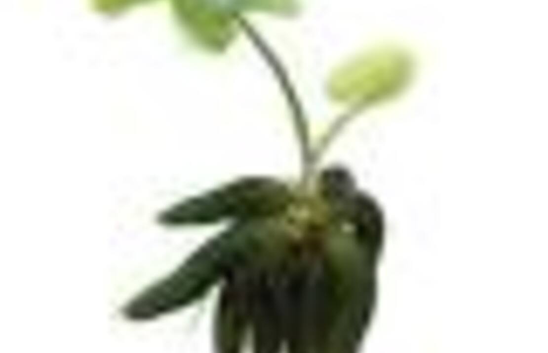 Nymphoides Aquatica - La