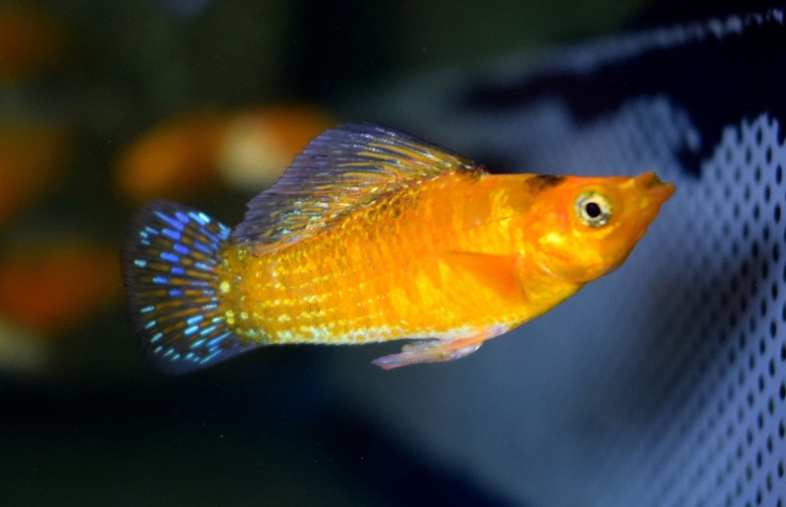 SegelkÄrpfling Neon Orange