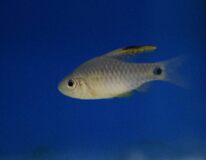 Drape-fin Barb