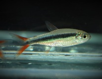 TÉtra-pingouin Rouge