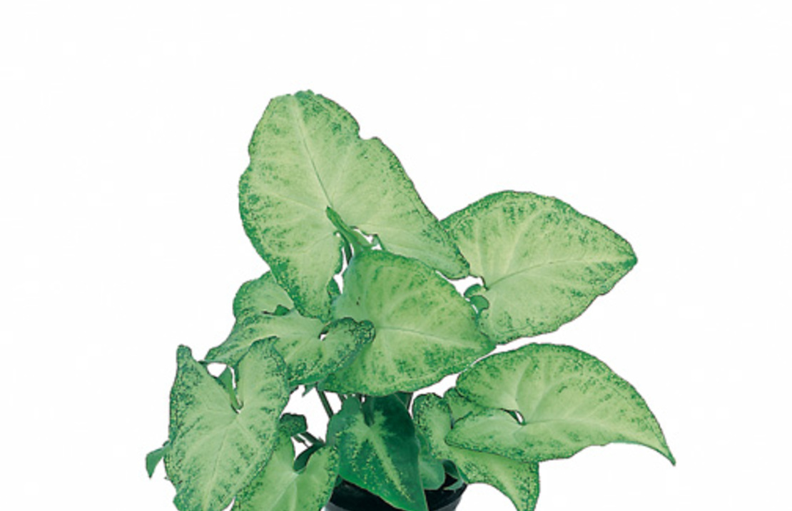 Syngonium 'white Butterfly' - Pt