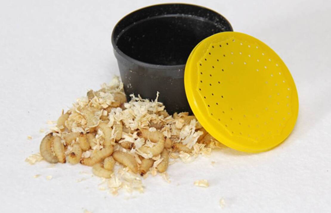 Teignes Ruche (boite)