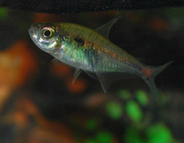 Hemigrammus Stictus L