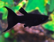 Black Molly Sluier