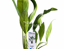 Anubias Afzelii - Pe