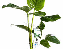 Anubias Barteri - Pe