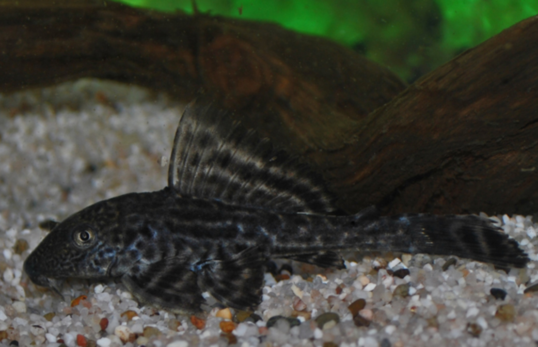 Plecostomus Algeneter