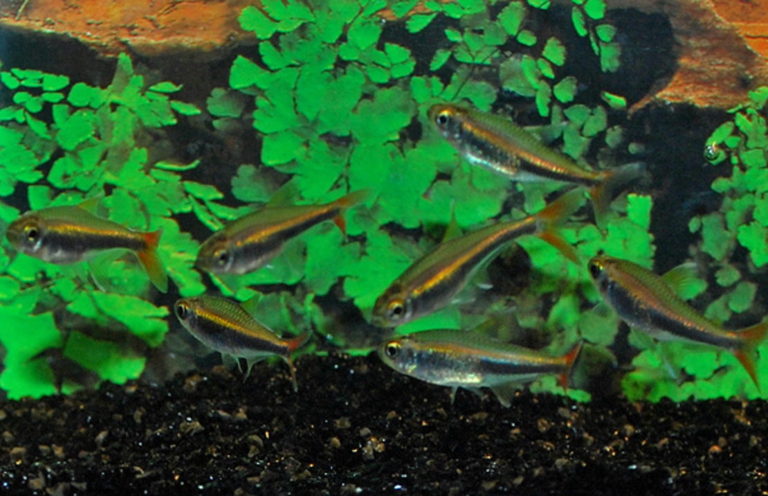 Hyphessobrycon Loretoensis.
