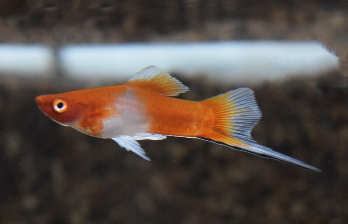 Zwaarddrager Rood/wit