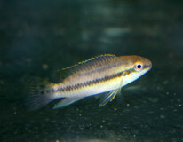 Dwergcichlide Lucanusi