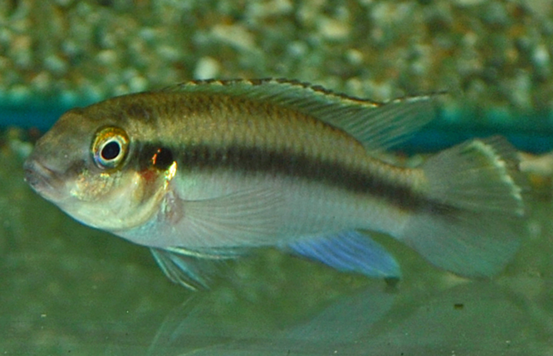 Kersenbuikcichlide Kribensis