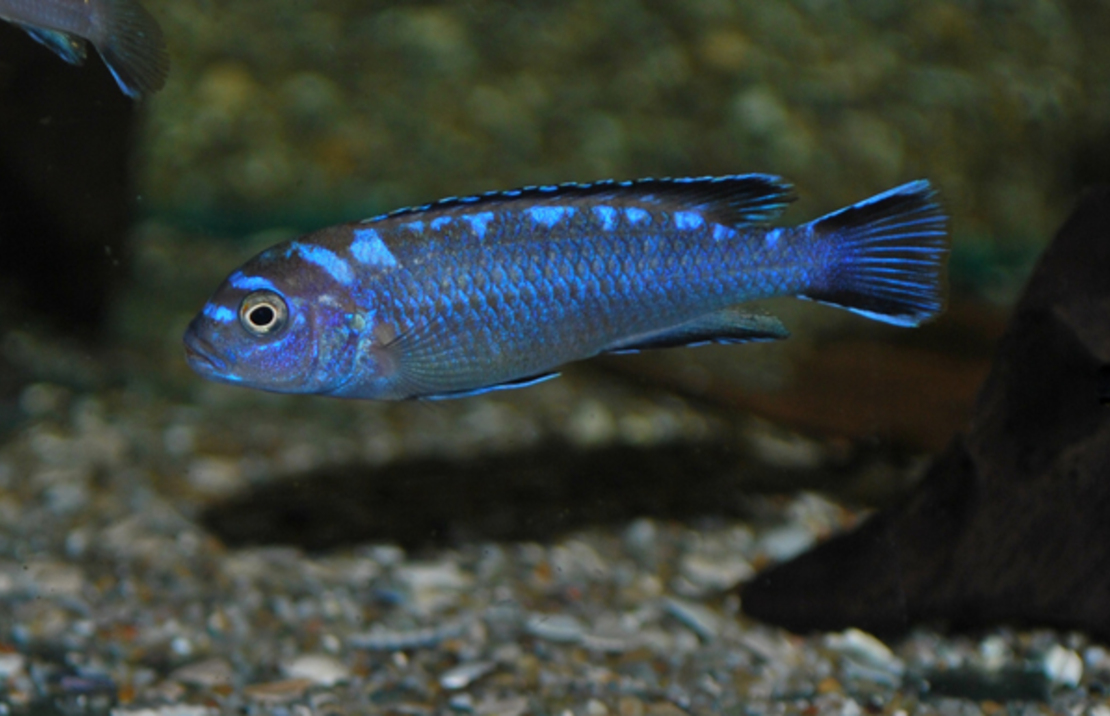 CichlidÉ Elongatus Neon Spot