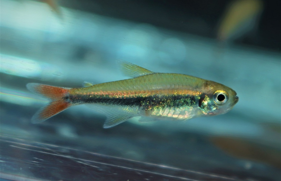 Hyphessobrycon Loretoensis.