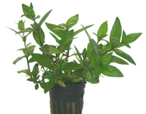 Staurogyne Species - Pe