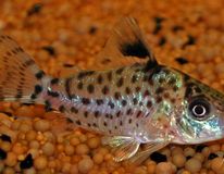 Zwartvin Pantsermeerval