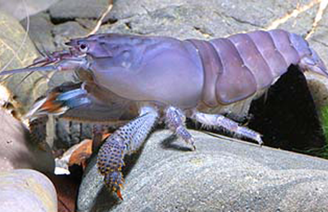 African Giant Shrimp