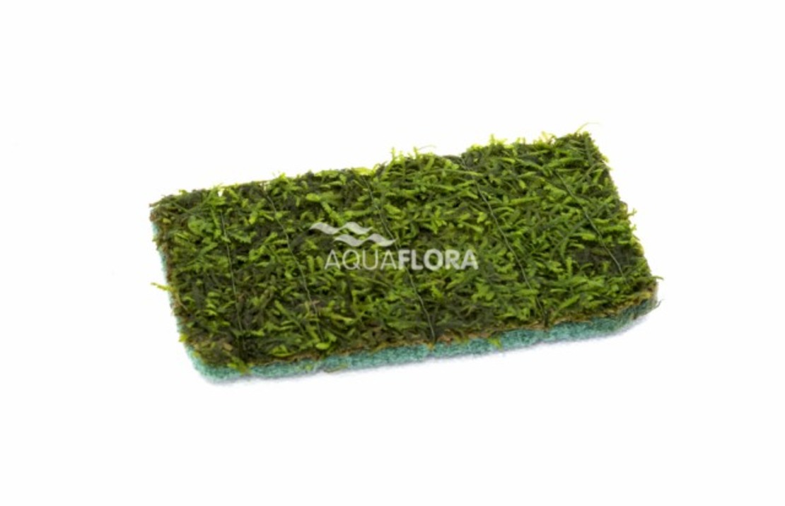 Vesicularia Mat 9x14cm - Ne