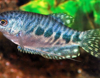 Gourami MarbrÉ