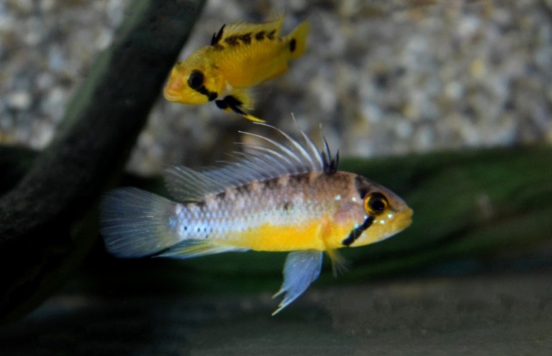 Dwergcichlide Atahualpa