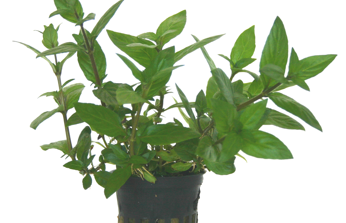 Staurogyne Species - Pe