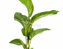 Anubias Heterophylla - Pe