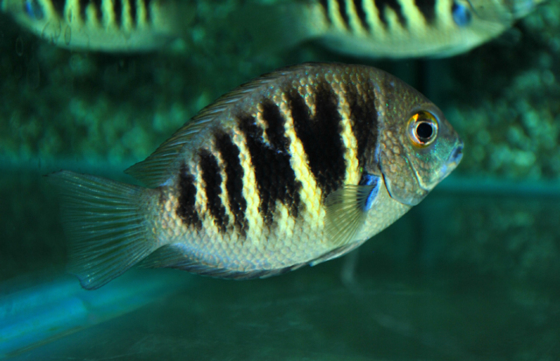 CichlidÉ De Pearlspot