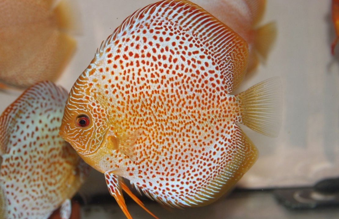 Discus Eruption