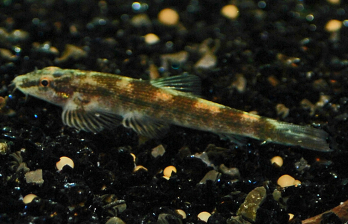 Homalopteroides Smithi