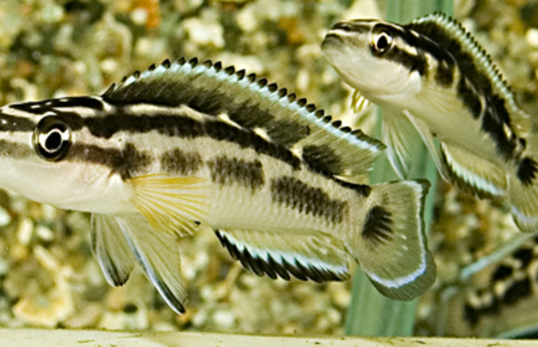 Tanganyika Maskercichlide Zwart