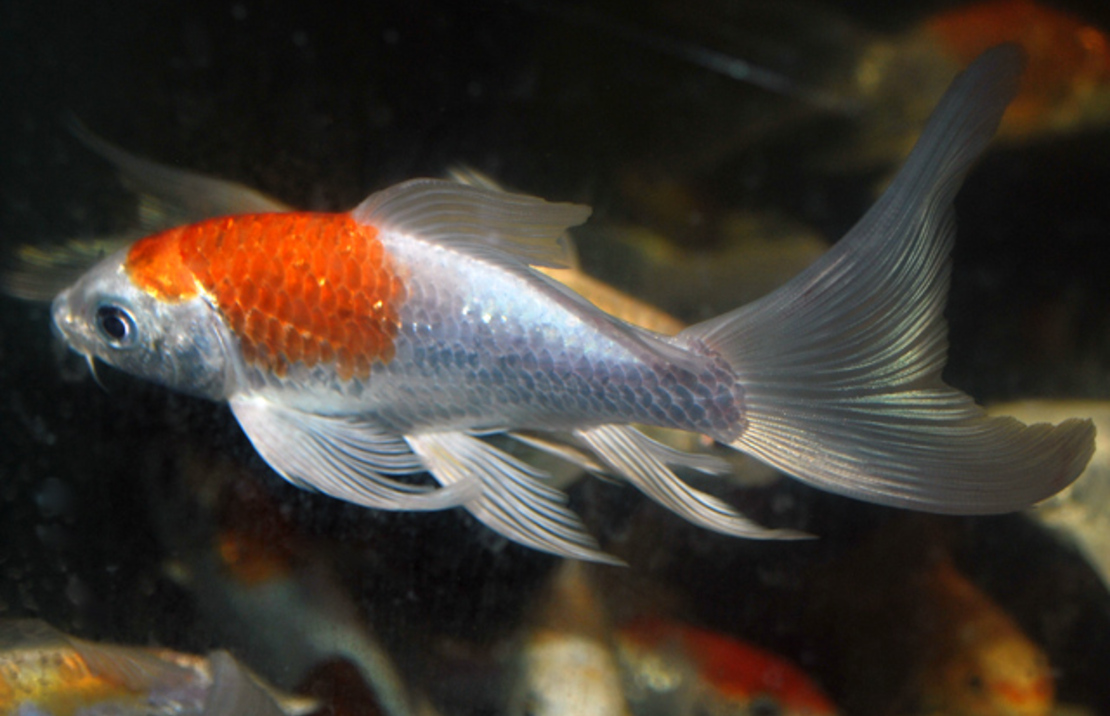 Koi Butterfly Europa