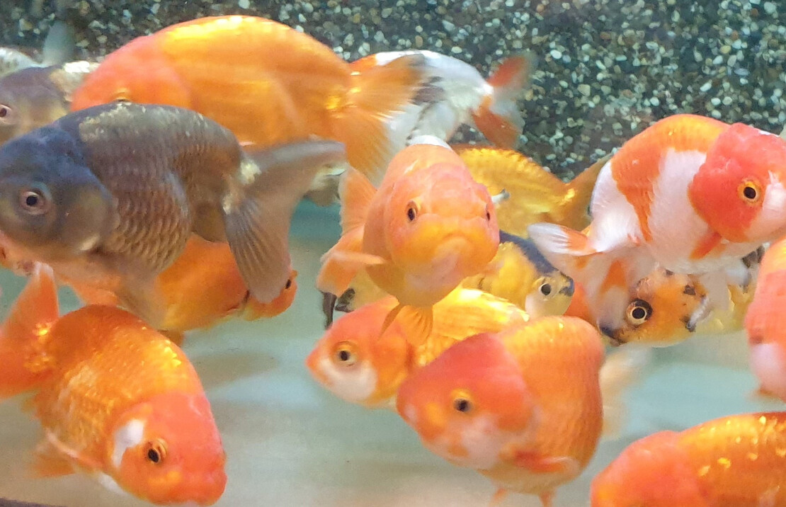 Voile De Chine Ranchu Assortis