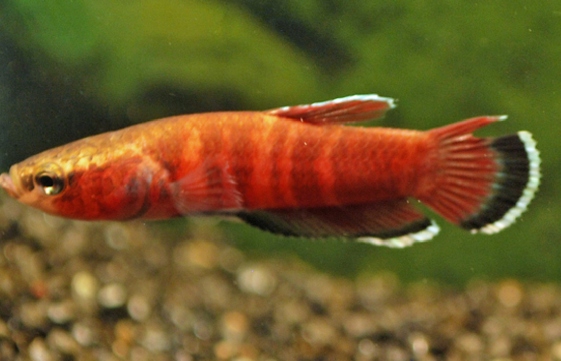 Betta Channoides