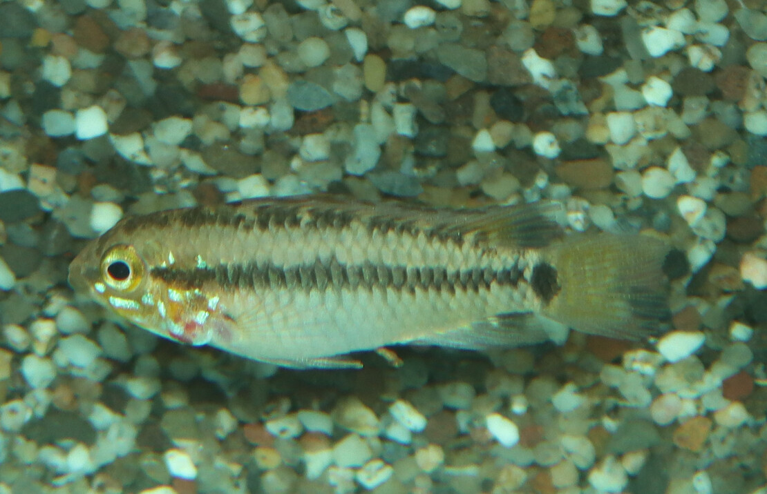 CichlidÉ Nain Vaupes