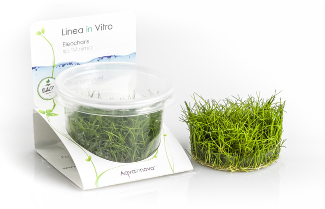 Eleocharis Sp.'minima' - In Vitro Cup