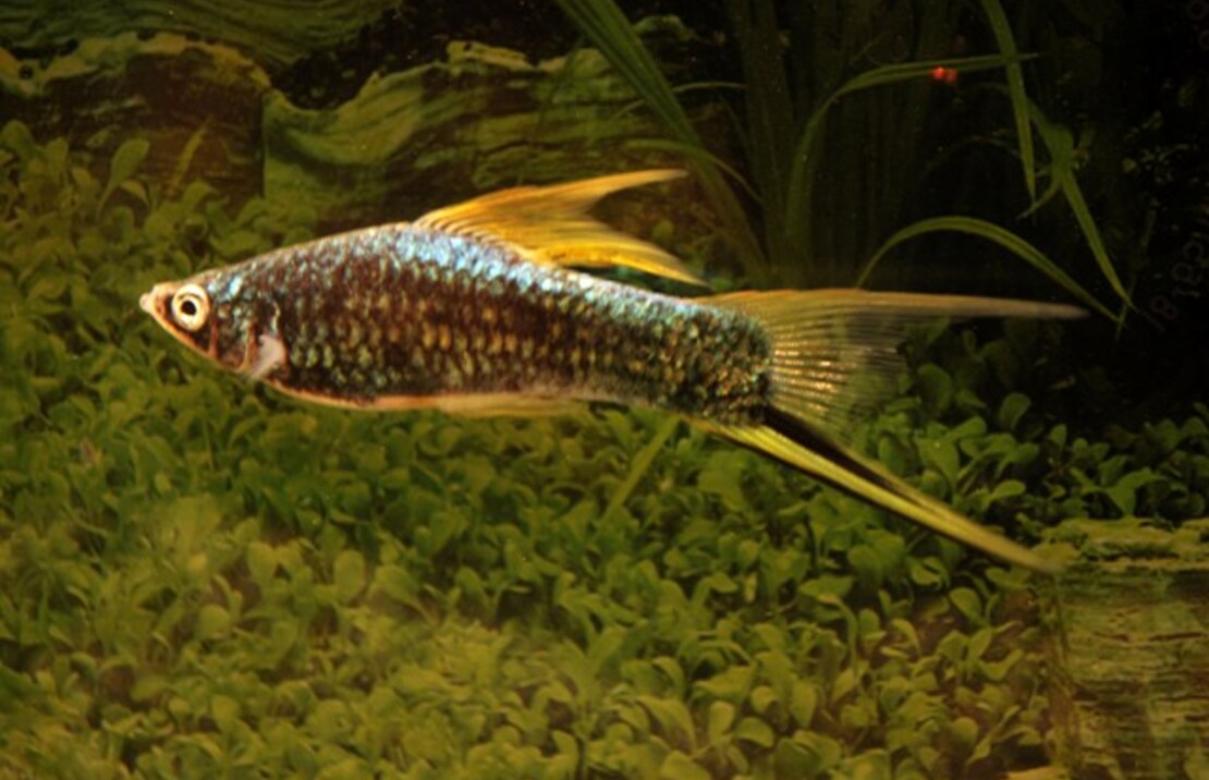 Zwaarddrager Berlin Zwart