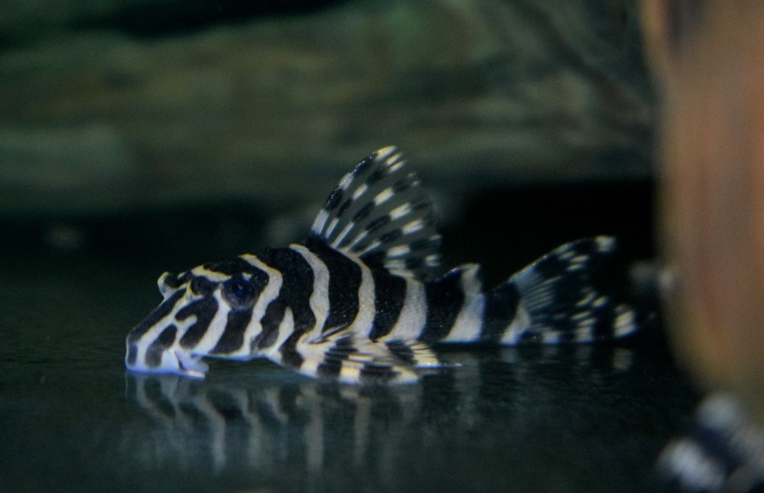 L134 Leopard Frog Pleco