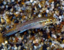 CichlidÉ Nain Candidi