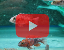 Aulonocara Red Blotched
