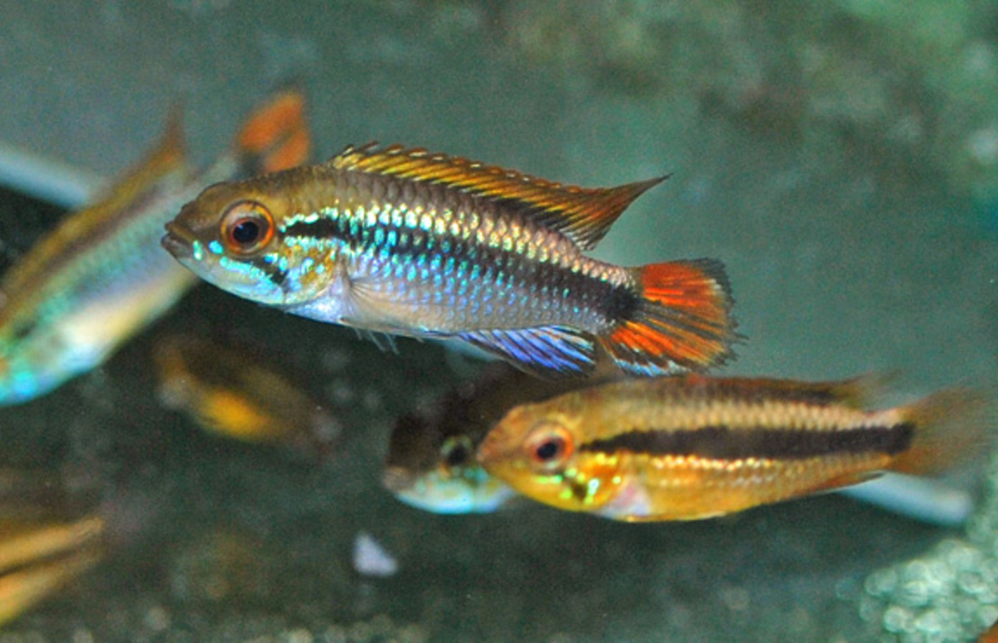 Gele Dwergcichlide Dubbel Rood