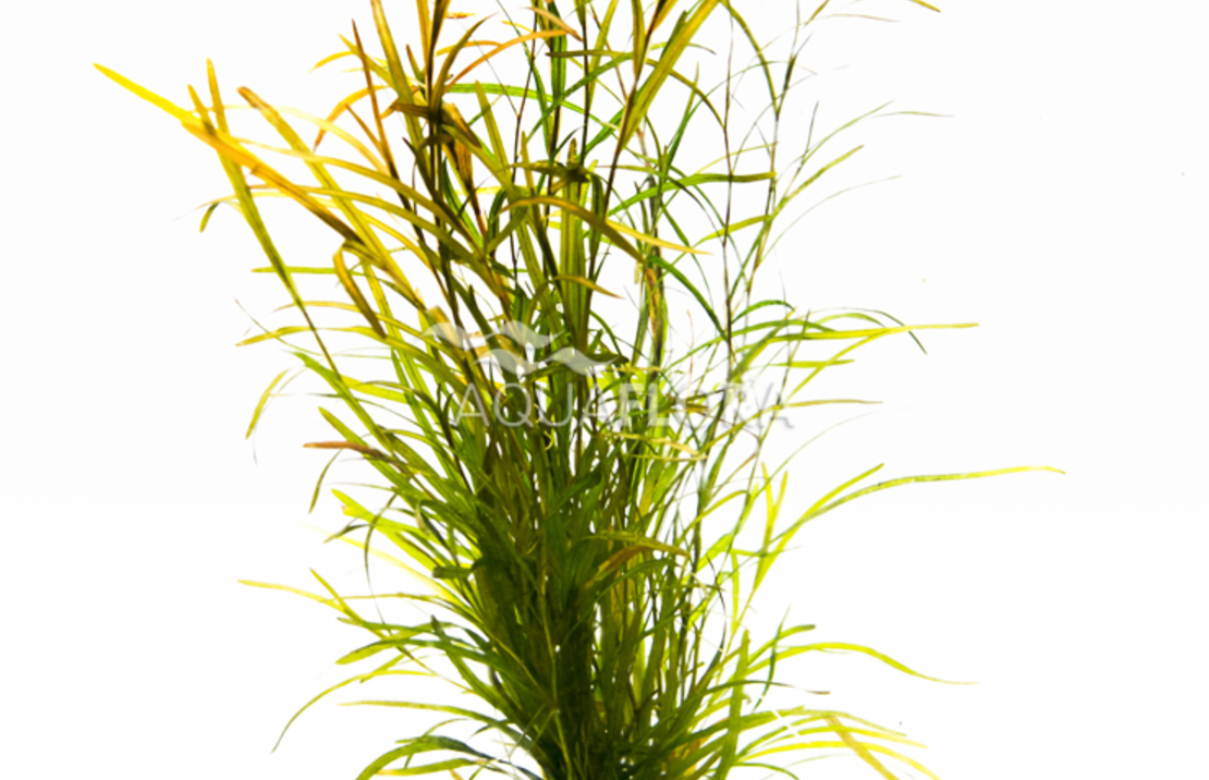 Potamogeton Gayi - Ps