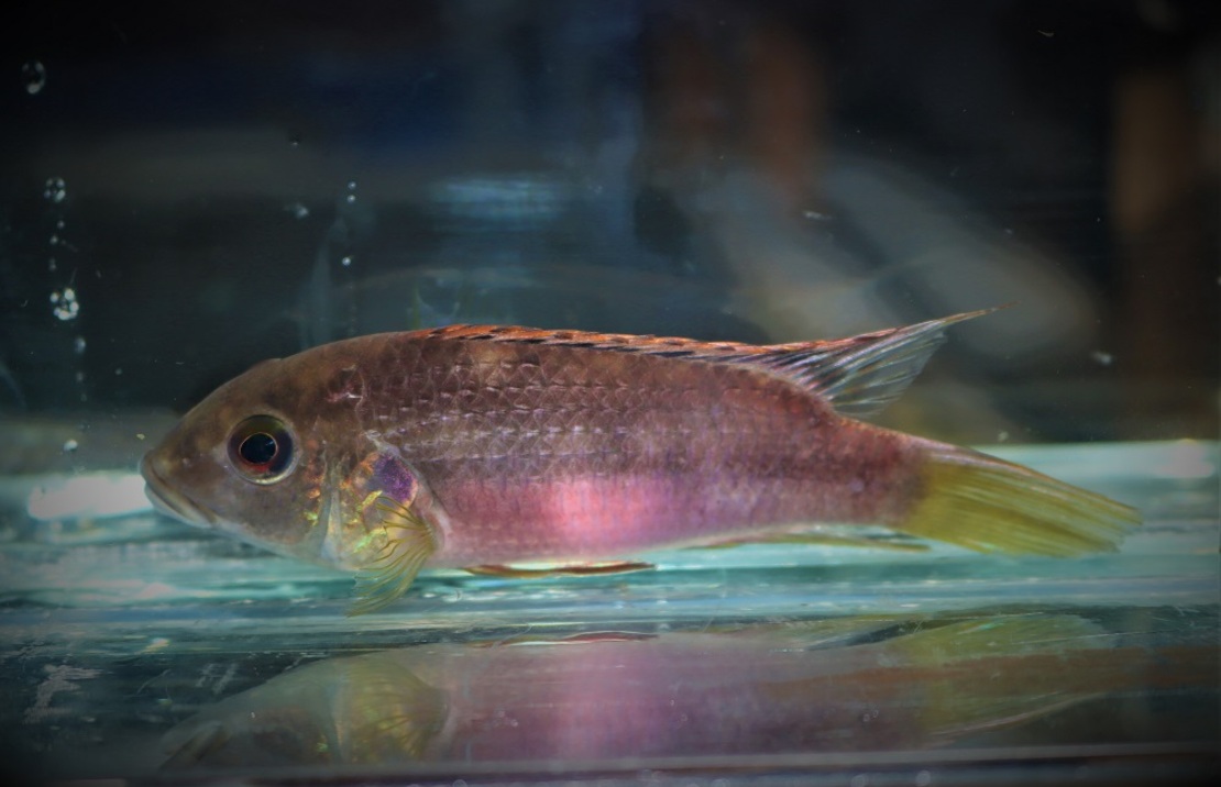 CichlidÉ Nigrodorsalis 