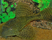 L231 Hypostomus 
