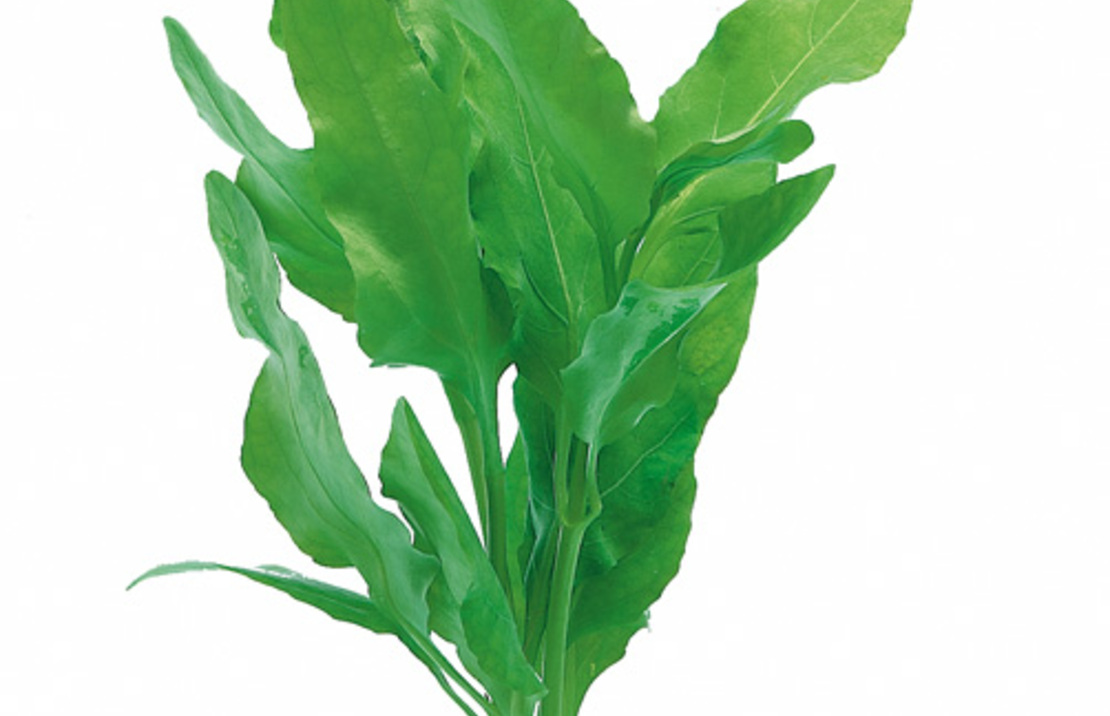 Nesaea Pedicellata 'green' - Pe