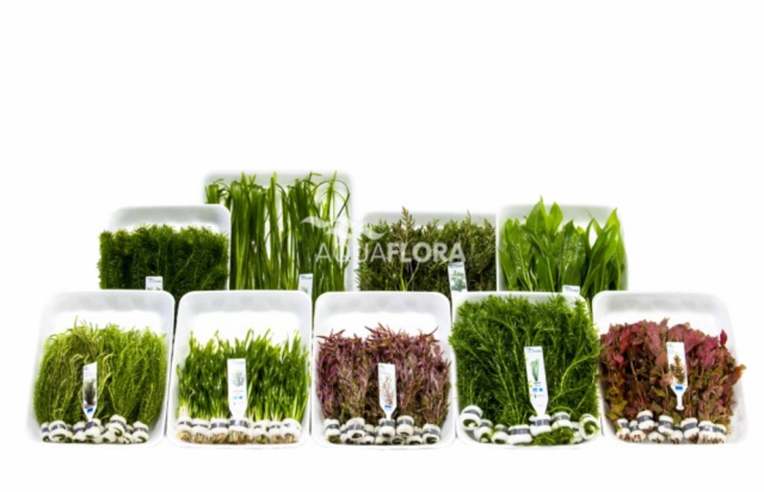 Budget-box A - 9x10 Bunches Tropical - As