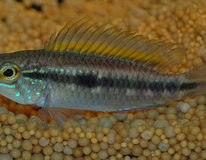 CichlidÉ Nain À Deux Bandes