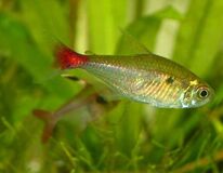 Hemigrammus Stictus L