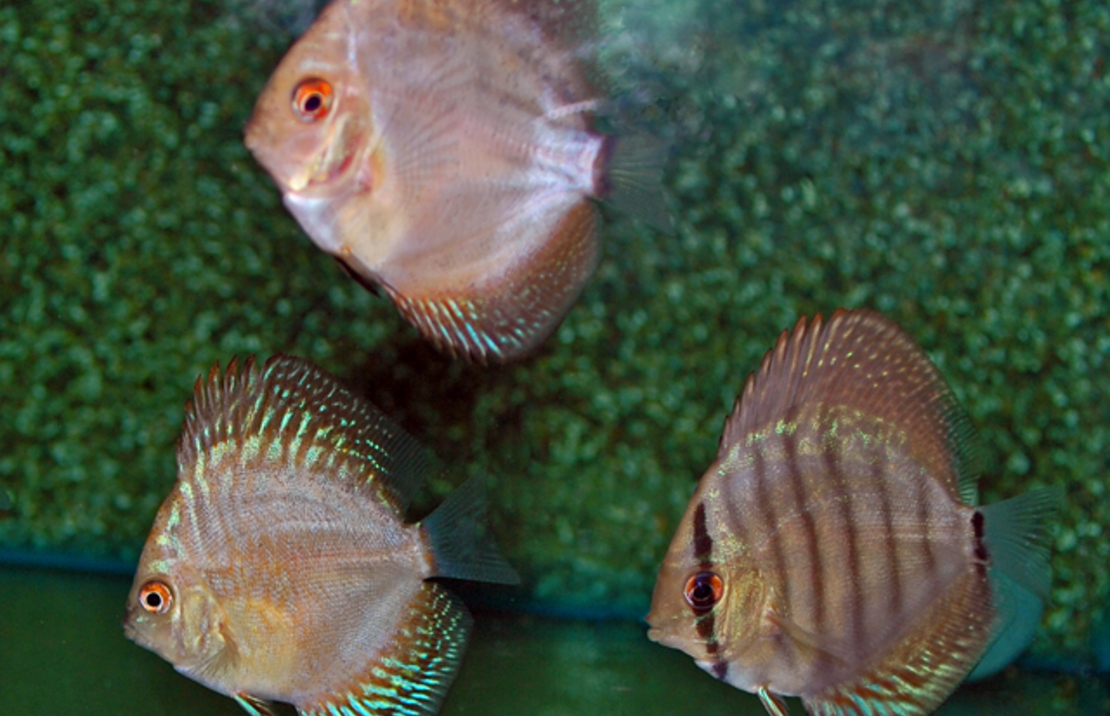 Discus Assortis