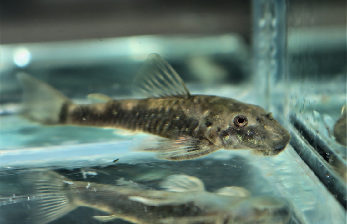 Dwarf Pleco Cearensis