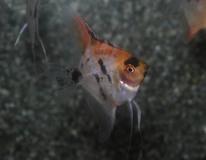 Scalaire Panda Goldhead