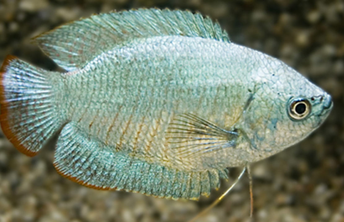 Dwarf Gourami Cobalt Male